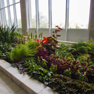 Зимний сад в санатории Горный воздух в городе Железноводске - фотография